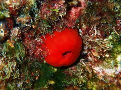 Actinia mediterranea