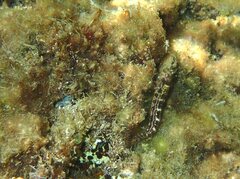 Microlipophrys canevae