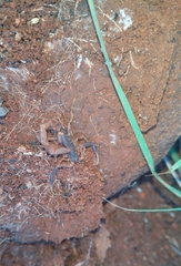 Uroplectes triangulifer