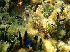 Microlipophrys canevae