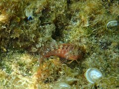 Parablennius incognitus