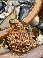 Laminariaceae