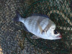 Spondyliosoma cantharus