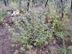 Fremontodendron californicum crassifolium