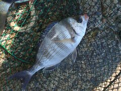 Spondyliosoma cantharus