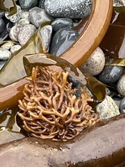 Laminariaceae