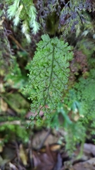 Hymenophyllum fujisanense