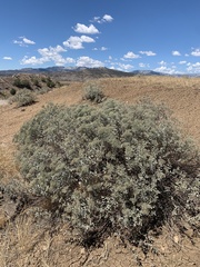 Eriogonum corymbosum