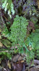 Hymenophyllum fujisanense