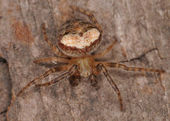 Araneus sturmi