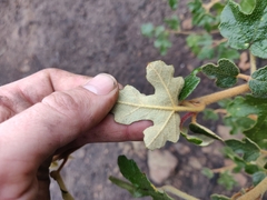 Fremontodendron californicum crassifolium