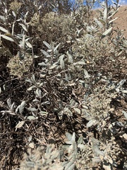 Eriogonum corymbosum