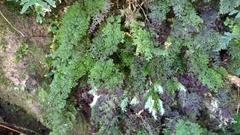 Hymenophyllum fujisanense