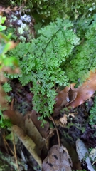 Hymenophyllum fujisanense