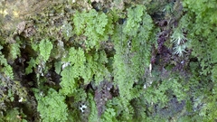 Hymenophyllum fujisanense