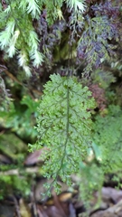 Hymenophyllum fujisanense