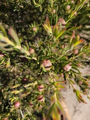 Leucadendron lanigerum lanigerum