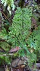 Hymenophyllum fujisanense