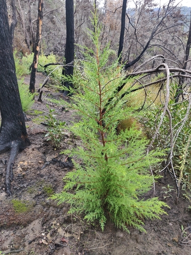 Image of Santa Cruz cypress by (c) Alexander Wentworth, some rights reserved (CC BY)