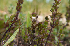 Euphrasia stricta