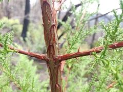 Cupressus abramsiana