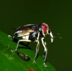 Pteracanthus smidtii