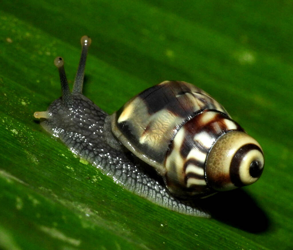 Corona ribeiroi