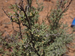 Ocimum burchellianum