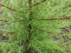 Cupressus abramsiana