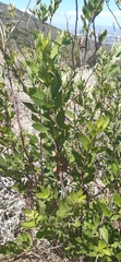 Nidorella ivifolia