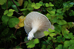 Clitopilus