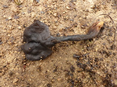 Helvella lacunosa
