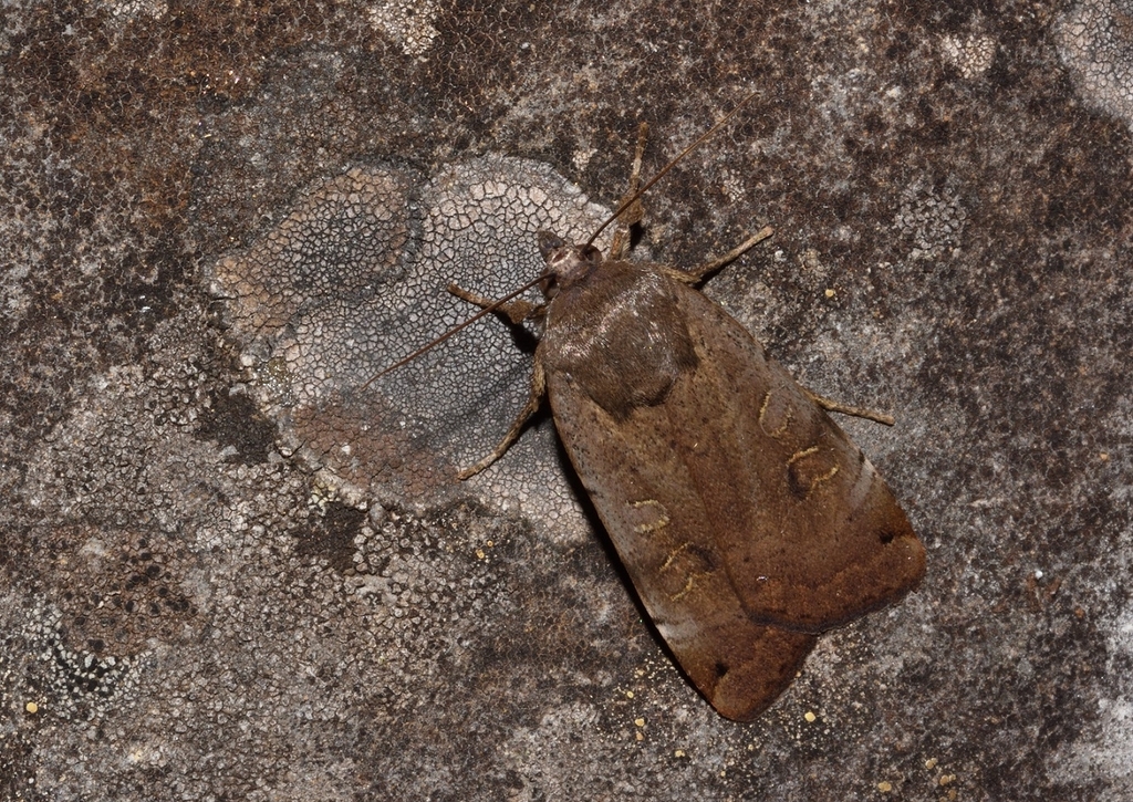 Noctua teixeirai