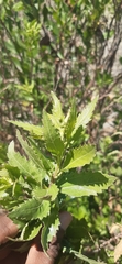 Nidorella ivifolia