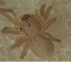 Diploplecta