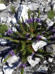 Merciera azurea