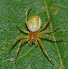Araniella cucurbitina
