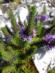 Merciera azurea