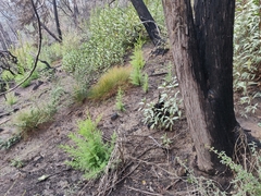 Cupressus abramsiana