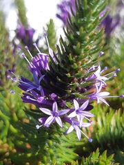 Merciera azurea