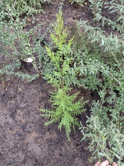 Cupressus abramsiana