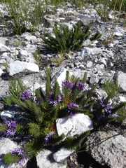 Merciera azurea
