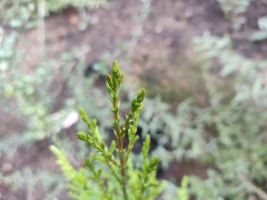 Cupressus abramsiana