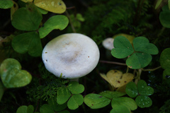 Clitopilus