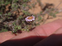 Felicia muricata