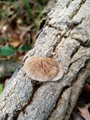 Crepidotus fraxinicola