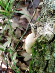 Crepidotus fraxinicola