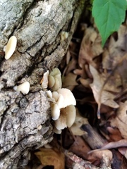 Crepidotus fraxinicola