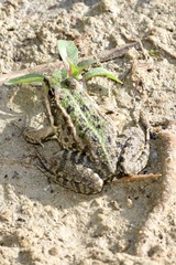 Pelophylax ridibundus