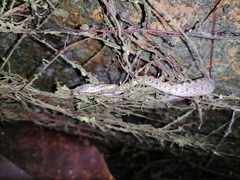 Leptodeira ashmeadii